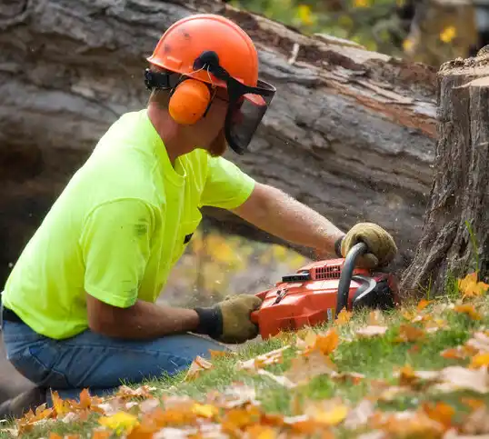 tree services Pioneer Village